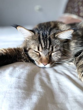 Maine Coon, kedi, büyük kedi, yatak, yatak odası. canlı, aşk, hayvan, oyun, oyun, dinlenme, oda, bak, kürk, yüz, kulaklar, patiler, arkadaş olun, tüylü, evcil hayvan, uyku, yakışıklı, güzel, arkadaş canlısı, gururlu, kral, Mainecoon 