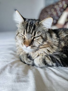 Maine Coon, kedi, büyük kedi, yatak, yatak odası. canlı, aşk, hayvan, oyun, oyun, dinlenme, oda, bak, kürk, yüz, kulaklar, patiler, arkadaş olun, tüylü, evcil hayvan, uyku, yakışıklı, güzel, arkadaş canlısı, gururlu, kral, Mainecoon 