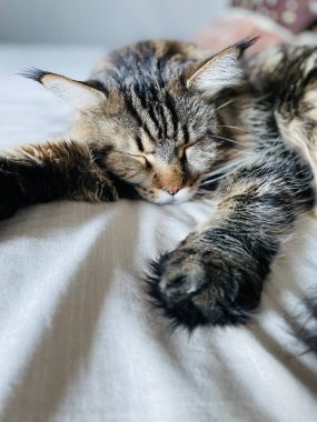 Maine Coon, kedi, büyük kedi, yatak, yatak odası. canlı, aşk, hayvan, oyun, oyun, dinlenme, oda, bak, kürk, yüz, kulaklar, patiler, arkadaş olun, tüylü, evcil hayvan, uyku, yakışıklı, güzel, arkadaş canlısı, gururlu, kral, Mainecoon 