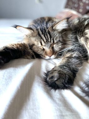 Maine Coon, kedi, büyük kedi, yatak, yatak odası. canlı, aşk, hayvan, oyun, oyun, dinlenme, oda, bak, kürk, yüz, kulaklar, patiler, arkadaş olun, tüylü, evcil hayvan, uyku, yakışıklı, güzel, arkadaş canlısı, gururlu, kral, Mainecoon 