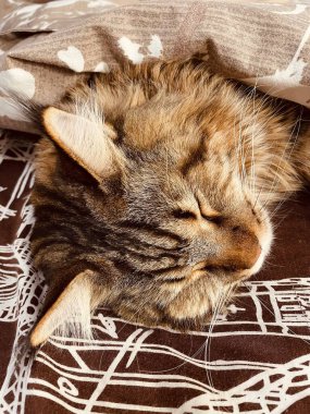 Maine Coon, kedi, büyük kedi, yatak, yatak odası. canlı, aşk, hayvan, oyun, oyun, dinlenme, oda, bak, kürk, yüz, kulaklar, patiler, arkadaş olun, tüylü, evcil hayvan, uyku, yakışıklı, güzel, arkadaş canlısı, gururlu, kral, Mainecoon 