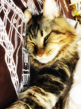 Mandalina, portakal, narenciye, organik, botanik, vegan, tropik, turuncu, yeni yıl, mevsim, sonbahar, kış, sulu, olgun, tatlı, sulu, lezzetli, mutfak, masa, güzel, aşk, hayat..