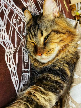 Mandalina, portakal, narenciye, organik, botanik, vegan, tropik, turuncu, yeni yıl, mevsim, sonbahar, kış, sulu, olgun, tatlı, sulu, lezzetli, mutfak, masa, güzel, aşk, hayat..