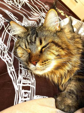 Mandalina, portakal, narenciye, organik, botanik, vegan, tropik, turuncu, yeni yıl, mevsim, sonbahar, kış, sulu, olgun, tatlı, sulu, lezzetli, mutfak, masa, güzel, aşk, hayat..