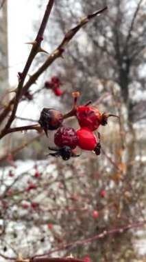 Gül, gül, çalı, doğa, dallar, dikenler, mevsim dışı, sonbahar, kış, ıslak, yağmur, kar, yürüyüş, bitkiler