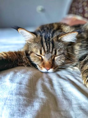 Maine Coon, kedi, büyük kedi, yatak, yatak odası. canlı, aşk, hayvan, oyun, oyun, dinlenme, oda, bak, kürk, yüz, kulaklar, patiler, arkadaş olun, tüylü, evcil hayvan, uyku, yakışıklı, güzel, arkadaş canlısı, gururlu, kral, Mainecoon 