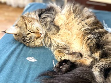 Maine Coon, kedi, büyük kedi, yatak, yatak odası. canlı, aşk, hayvan, oyun, oyun, dinlenme, oda, bak, kürk, yüz, kulaklar, patiler, arkadaş olun, tüylü, evcil hayvan, uyku, yakışıklı, güzel, arkadaş canlısı, gururlu, kral, evcil hayvanlar, 