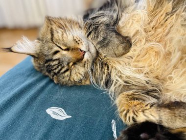 Maine Coon, kedi, büyük kedi, yatak, yatak odası. canlı, aşk, hayvan, oyun, oyun, dinlenme, oda, bak, kürk, yüz, kulaklar, patiler, arkadaş olun, tüylü, evcil hayvan, uyku, yakışıklı, güzel, arkadaş canlısı, gururlu, kral, evcil hayvanlar, 