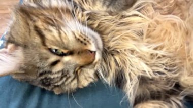 Maine Coon, kedi, büyük kedi, yatak, yatak odası. canlı, aşk, hayvan, oyun, oyun, dinlenme, oda, bak, kürk, yüz, kulaklar, patiler, arkadaş olun, pofuduk, evcil hayvan, uyku, uyumak, yakışıklı, güzel, gururlu, yakışıklı, yakışıklı, kral, canlı, hayat, aşk