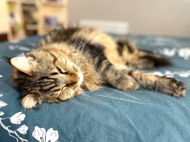 Maine Coon, kedi, büyük kedi, yatak, yatak odası. canlı, aşk, hayvan, oyun, oyun, dinlenme, oda, bak, kürk, yüz, kulaklar, patiler, arkadaş olun, tüylü, evcil hayvan, uyku, yakışıklı, güzel, arkadaş canlısı, gururlu, kral, evcil hayvanlar, 