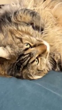 Maine Coon, kedi, büyük kedi, yatak, yatak odası. canlı, aşk, hayvan, oyun, oyun, dinlenme, oda, bak, kürk, yüz, kulaklar, patiler, arkadaş olun, pofuduk, evcil hayvan, uyku, uyumak, yakışıklı, güzel, gururlu, yakışıklı, yakışıklı, kral, canlı, hayat, aşk