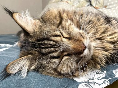 Maine Coon, kedi, büyük kedi, yatak, yatak odası. canlı, aşk, hayvan, oyun, oyun, dinlenme, oda, bak, kürk, yüz, kulaklar, patiler, arkadaş olun, pofuduk, evcil hayvan, uyku, uyumak, yakışıklı, güzel, gururlu, yakışıklı, yakışıklı, kral, canlı, hayat, aşk