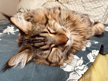 Maine Coon, kedi, büyük kedi, yatak, yatak odası. canlı, aşk, hayvan, oyun, oyun, dinlenme, oda, bak, kürk, yüz, kulaklar, patiler, arkadaş olun, pofuduk, evcil hayvan, uyku, uyumak, yakışıklı, güzel, gururlu, yakışıklı, yakışıklı, kral, canlı, hayat, aşk