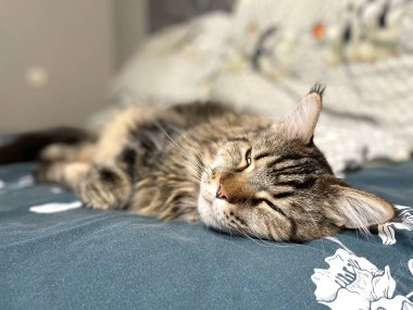 Maine Coon, kedi, büyük kedi, yatak, yatak odası. canlı, aşk, hayvan, oyun, oyun, dinlenme, oda, bak, kürk, yüz, kulaklar, patiler, arkadaş olun, pofuduk, evcil hayvan, uyku, uyumak, yakışıklı, güzel, gururlu, yakışıklı, yakışıklı, kral, canlı, hayat, aşk