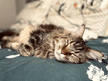 Maine Coon, kedi, büyük kedi, yatak, yatak odası. canlı, aşk, hayvan, oyun, oyun, dinlenme, oda, bak, kürk, yüz, kulaklar, patiler, arkadaş olun, pofuduk, evcil hayvan, uyku, uyumak, yakışıklı, güzel, gururlu, yakışıklı, yakışıklı, kral, canlı, hayat, aşk