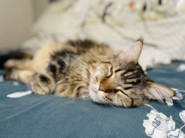 Maine Coon, kedi, büyük kedi, yatak, yatak odası. canlı, aşk, hayvan, oyun, oyun, dinlenme, oda, bak, kürk, yüz, kulaklar, patiler, arkadaş olun, pofuduk, evcil hayvan, uyku, uyumak, yakışıklı, güzel, gururlu, yakışıklı, yakışıklı, kral, canlı, hayat, aşk