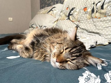 Maine Coon, kedi, büyük kedi, yatak, yatak odası. canlı, aşk, hayvan, oyun, oyun, dinlenme, oda, bak, kürk, yüz, kulaklar, patiler, arkadaş olun, pofuduk, evcil hayvan, uyku, uyumak, yakışıklı, güzel, gururlu, yakışıklı, yakışıklı, kral, canlı, hayat, aşk