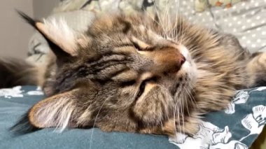 Maine Coon, kedi, büyük kedi, yatak, yatak odası. canlı, aşk, hayvan, oyun, oyun, dinlenme, oda, bak, kürk, yüz, kulaklar, patiler, arkadaş olun, pofuduk, evcil hayvan, uyku, uyumak, yakışıklı, güzel, gururlu, yakışıklı, yakışıklı, kral, canlı, hayat, aşk