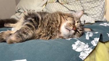 Maine Coon, kedi, büyük kedi, yatak, yatak odası. canlı, aşk, hayvan, oyun, oyun, dinlenme, oda, bak, kürk, yüz, kulaklar, patiler, arkadaş olun, pofuduk, evcil hayvan, uyku, uyumak, yakışıklı, güzel, gururlu, yakışıklı, yakışıklı, kral, canlı, hayat, aşk