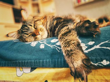 Maine Coon, kedi, büyük kedi, yatak, yatak odası. canlı, aşk, hayvan, oyun, dinlenme, oda, bak, kürk, yüz, kulaklar, patiler, arkadaş olun, pofuduk, hayvan, ev, uyku, yakışıklı, güzel, arkadaş canlısı, gururlu, yakışıklı, kral, canlı, hayat, ağızlık, burun, makro