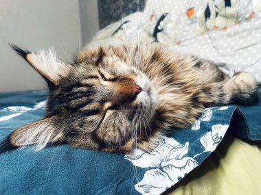 Maine Coon, kedi, büyük kedi, yatak, yatak odası. canlı, aşk, hayvan, oyun, dinlenme, oda, bak, kürk, yüz, kulaklar, patiler, arkadaş olun, pofuduk, hayvan, ev, uyku, yakışıklı, güzel, arkadaş canlısı, gururlu, yakışıklı, kral, canlı, hayat, ağızlık, burun, makro