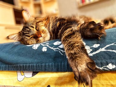 Maine Coon, kedi, büyük kedi, yatak, yatak odası. canlı, aşk, hayvan, oyun, dinlenme, oda, bak, kürk, yüz, kulaklar, patiler, arkadaş olun, pofuduk, hayvan, ev, uyku, yakışıklı, güzel, arkadaş canlısı, gururlu, yakışıklı, kral, canlı, hayat, ağızlık, burun, makro