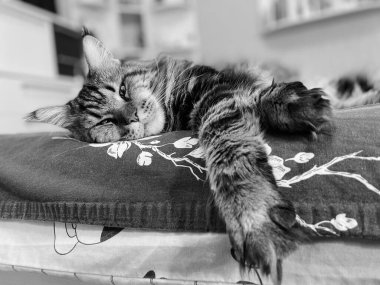 Maine Coon, kedi, büyük kedi, yatak, yatak odası. canlı, aşk, hayvan, oyun, oyun, dinlenme, oda, bak, kürk, yüz, kulaklar, patiler, arkadaş olun, pofuduk, evcil hayvan, uyku, yakışıklı, güzel, arkadaş canlısı, yakışıklı, yakışıklı, kral, canlı, hayat, aşk, pozitif 