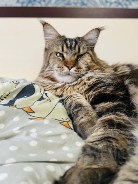 Maine Coon, kedi, büyük kedi, yatak, yatak odası. canlı, aşk, hayvan, oyun, oyun, dinlenme, oda, bak, kürk, yüz, kulaklar, patiler, arkadaş olun, pofuduk, evcil hayvan, uyku, yakışıklı, güzel, arkadaş canlısı, yakışıklı, yakışıklı, kral, canlı, hayat, aşk