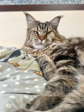 Maine Coon, kedi, büyük kedi, yatak, yatak odası. canlı, aşk, hayvan, oyun, oyun, dinlenme, oda, bak, kürk, yüz, kulaklar, patiler, arkadaş olun, pofuduk, evcil hayvan, uyku, yakışıklı, güzel, arkadaş canlısı, yakışıklı, yakışıklı, kral, canlı, hayat, aşk