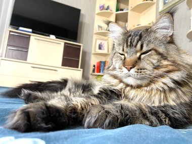 Maine Coon, kedi, büyük kedi, yatak, yatak odası. canlı, aşk, hayvan, hayvan, oyun, oyun, dinlenme, oda, bak, kürk, yüz, kulaklar, patiler, arkadaş, tüylü, hayvan, ev, uyku, yakışıklı, güzel, arkadaş canlısı, yakışıklı, yakışıklı, kral, canlı, hayat, aşk, Mainecoon, pozitif 