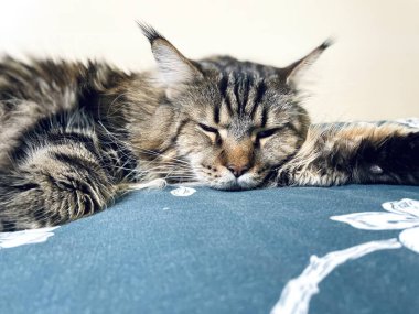 Maine Coon, kedi, büyük kedi, yatak, yatak odası. canlı, aşk, hayvan, hayvan, oyun, oyun, dinlenme, oda, bak, kürk, yüz, kulaklar, patiler, arkadaş, tüylü, hayvan, ev, uyku, yakışıklı, güzel, arkadaş canlısı, yakışıklı, yakışıklı, kral, canlı, hayat, aşk, Mainecoon, pozitif 