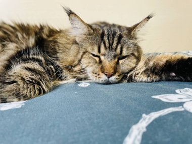 Maine Coon, kedi, büyük kedi, yatak, yatak odası. canlı, aşk, hayvan, hayvan, oyun, oyun, dinlenme, oda, bak, kürk, yüz, kulaklar, patiler, arkadaş, tüylü, hayvan, ev, uyku, yakışıklı, güzel, arkadaş canlısı, yakışıklı, yakışıklı, kral, canlı, hayat, aşk, Mainecoon, pozitif 