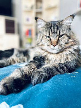 Maine Coon, kedi, büyük kedi, yatak, yatak odası. canlı, aşk, hayvan, hayvan, oyun, oyun, dinlenme, oda, bak, kürk, yüz, kulaklar, patiler, arkadaş, tüylü, hayvan, ev, uyku, yakışıklı, güzel, arkadaş canlısı, yakışıklı, yakışıklı, kral, canlı, hayat, aşk, Mainecoon, pozitif 