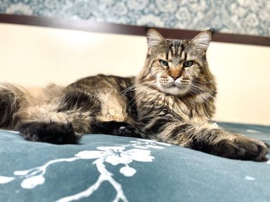 Maine Coon, kedi, büyük kedi, yatak, yatak odası. canlı, aşk, hayvan, hayvan, oyun, oyun, dinlenme, oda, bak, kürk, yüz, kulaklar, patiler, arkadaş, tüylü, hayvan, ev, uyku, yakışıklı, güzel, arkadaş canlısı, yakışıklı, yakışıklı, kral, canlı, hayat, aşk, Mainecoon, pozitif 