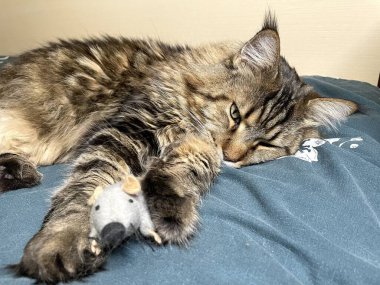 Maine Coon, kedi, büyük kedi, yatak, yatak odası. canlı, aşk, hayvan, oyun, oyun, dinlenme, oda, bak, kürk, yüz, kulaklar, patiler, arkadaş olun, pofuduk, evcil hayvan, uyku, yakışıklı, güzel, arkadaş canlısı, gururlu, yakışıklı, kral, canlı, hayat, aşk