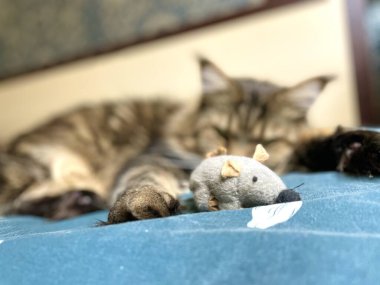 Maine Coon, kedi, büyük kedi, yatak, yatak odası. canlı, aşk, hayvan, oyun, oyun, dinlenme, oda, bak, kürk, yüz, kulaklar, patiler, arkadaş olun, pofuduk, evcil hayvan, uyku, yakışıklı, güzel, arkadaş canlısı, gururlu, yakışıklı, kral, canlı, hayat, aşk