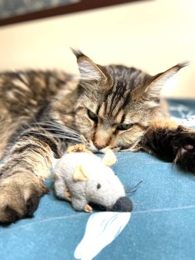 Maine Coon, kedi, büyük kedi, yatak, yatak odası. canlı, aşk, hayvan, oyun, oyun, dinlenme, oda, bak, kürk, yüz, kulaklar, patiler, arkadaş olun, pofuduk, evcil hayvan, uyku, yakışıklı, güzel, arkadaş canlısı, gururlu, yakışıklı, kral, canlı, hayat, aşk