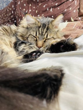 Maine Coon, kedi, büyük kedi, yatak, yatak odası. canlı, aşk, hayvan, oyun, oyun, dinlenme, oda, bak, kürk, yüz, kulaklar, patiler, arkadaş olun, pofuduk, evcil hayvan, uyku, yakışıklı, güzel, arkadaş canlısı, gururlu, yakışıklı, kral, canlı, hayat, aşk