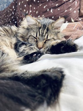 Maine Coon, kedi, büyük kedi, yatak, yatak odası. canlı, aşk, hayvan, oyun, oyun, dinlenme, oda, bak, kürk, yüz, kulaklar, patiler, arkadaş olun, pofuduk, evcil hayvan, uyku, yakışıklı, güzel, arkadaş canlısı, gururlu, yakışıklı, kral, canlı, hayat, aşk