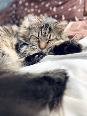 Maine Coon, kedi, büyük kedi, yatak, yatak odası. canlı, aşk, hayvan, oyun, oyun, dinlenme, oda, bak, kürk, yüz, kulaklar, patiler, arkadaş olun, pofuduk, evcil hayvan, uyku, yakışıklı, güzel, arkadaş canlısı, gururlu, yakışıklı, kral, canlı, hayat, aşk