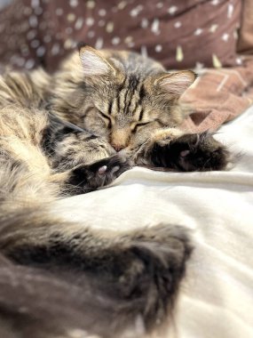 Maine Coon, kedi, büyük kedi, yatak, yatak odası. canlı, aşk, hayvan, oyun, oyun, dinlenme, oda, bak, kürk, yüz, kulaklar, patiler, arkadaş olun, pofuduk, evcil hayvan, uyku, yakışıklı, güzel, arkadaş canlısı, gururlu, yakışıklı, kral, canlı, hayat, aşk