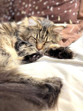 Maine Coon, kedi, büyük kedi, yatak, yatak odası. canlı, aşk, hayvan, oyun, oyun, dinlenme, oda, bak, kürk, yüz, kulaklar, patiler, arkadaş olun, pofuduk, evcil hayvan, uyku, yakışıklı, güzel, arkadaş canlısı, gururlu, yakışıklı, kral, canlı, hayat, aşk