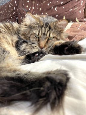 Maine Coon, kedi, büyük kedi, yatak, yatak odası. canlı, aşk, hayvan, oyun, oyun, dinlenme, oda, bak, kürk, yüz, kulaklar, patiler, arkadaş olun, pofuduk, evcil hayvan, uyku, yakışıklı, güzel, arkadaş canlısı, gururlu, yakışıklı, kral, canlı, hayat, aşk