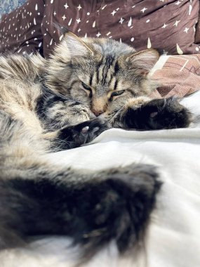 Maine Coon, kedi, büyük kedi, yatak, yatak odası. canlı, aşk, hayvan, oyun, oyun, dinlenme, oda, bak, kürk, yüz, kulaklar, patiler, arkadaş olun, pofuduk, evcil hayvan, uyku, yakışıklı, güzel, arkadaş canlısı, gururlu, yakışıklı, kral, canlı, hayat, aşk