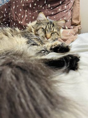 Maine Coon, kedi, büyük kedi, yatak, yatak odası. canlı, aşk, hayvan, oyun, oyun, dinlenme, oda, bak, kürk, yüz, kulaklar, patiler, arkadaş olun, pofuduk, evcil hayvan, uyku, yakışıklı, güzel, arkadaş canlısı, gururlu, yakışıklı, kral, canlı, hayat, aşk