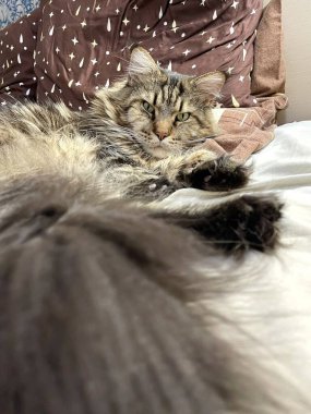 Maine Coon, kedi, büyük kedi, yatak, yatak odası. canlı, aşk, hayvan, oyun, oyun, dinlenme, oda, bak, kürk, yüz, kulaklar, patiler, arkadaş olun, pofuduk, evcil hayvan, uyku, yakışıklı, güzel, arkadaş canlısı, gururlu, yakışıklı, kral, canlı, hayat, aşk