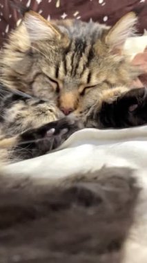 Maine Coon, kedi, büyük kedi, yatak, yatak odası. canlı, aşk, hayvan, oyun, oyun, dinlenme, oda, bak, kürk, yüz, kulaklar, patiler, arkadaş olun, pofuduk, evcil hayvan, uyku, yakışıklı, güzel, arkadaş canlısı, gururlu, yakışıklı, kral, canlı, hayat, aşk