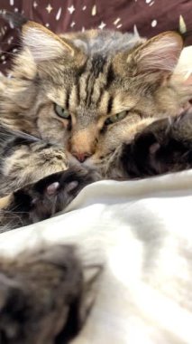 Maine Coon, kedi, büyük kedi, yatak, yatak odası. canlı, aşk, hayvan, oyun, oyun, dinlenme, oda, bak, kürk, yüz, kulaklar, patiler, arkadaş olun, pofuduk, evcil hayvan, uyku, yakışıklı, güzel, arkadaş canlısı, gururlu, yakışıklı, kral, canlı, hayat, aşk