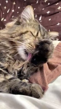 Maine Coon, kedi, büyük kedi, yatak, yatak odası. canlı, aşk, hayvan, oyun, oyun, dinlenme, oda, bak, kürk, yüz, kulaklar, patiler, arkadaş olun, pofuduk, evcil hayvan, uyku, yakışıklı, güzel, arkadaş canlısı, gururlu, yakışıklı, kral, canlı, hayat, aşk