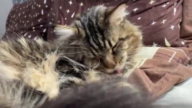 Maine Coon, kedi, büyük kedi, yatak, yatak odası. canlı, aşk, hayvan, oyun, oyun, dinlenme, oda, bak, kürk, yüz, kulaklar, patiler, arkadaş olun, pofuduk, evcil hayvan, uyku, yakışıklı, güzel, arkadaş canlısı, gururlu, yakışıklı, kral, canlı, hayat, aşk